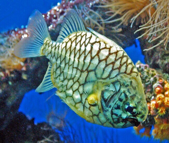 Loài cá tên giống một loại trái cây, được "săn lùng" vì thịt thơm ngon, giá 500.000 đồng/kg - 1