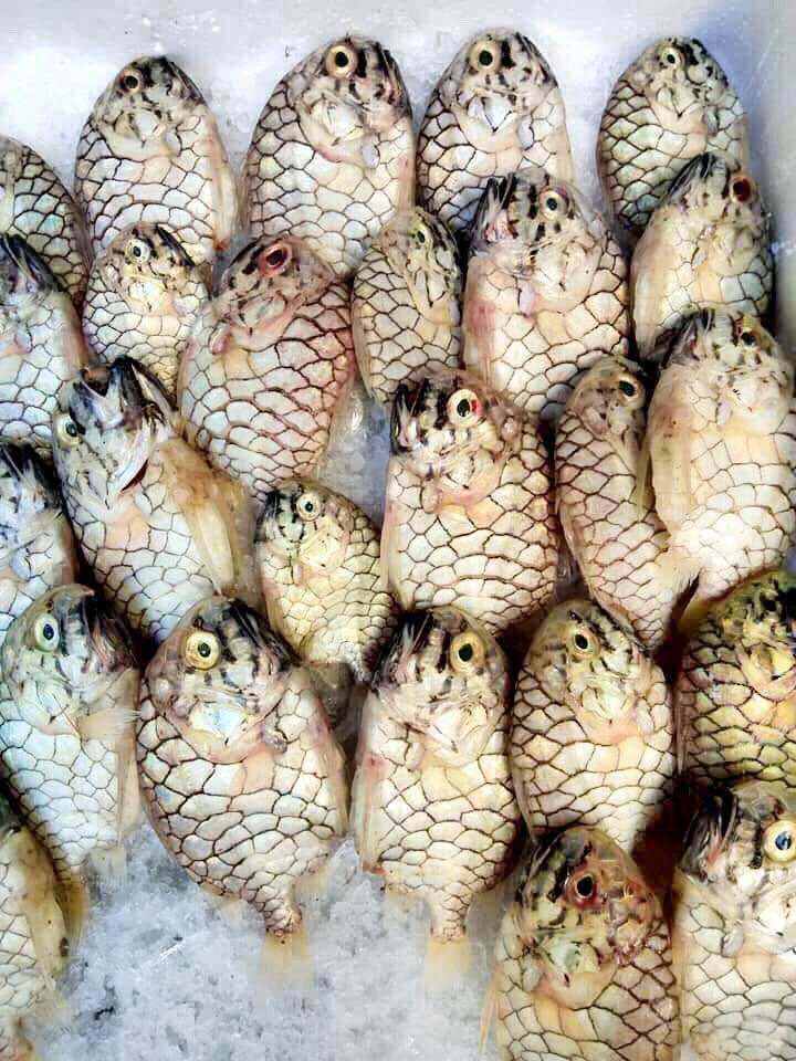 Loài cá tên giống một loại trái cây, được "săn lùng" vì thịt thơm ngon, giá 500.000 đồng/kg - 2