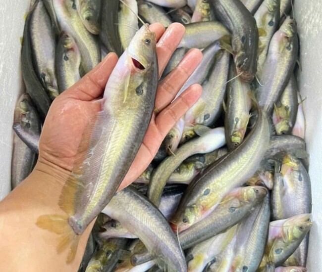 Loài cá miền Tây có thịt béo ngậy, đem phơi khô thành đặc sản nổi tiếng được dân thành phố ưa chuộng, bán 600.000 đồng/kg - 1
