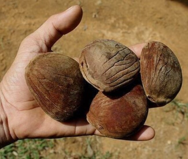 Loại quả mọc dại trong rừng có tên nghe kỳ lạ, xưa không ai biết giờ được người dân hái về, dùng thay mỡ lợn rất ngon - 1