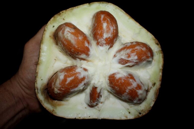 Loại quả mọc dại trong rừng có tên nghe kỳ lạ, xưa không ai biết giờ được người dân hái về, dùng thay mỡ lợn rất ngon - 2