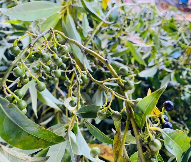 Loại quả mọc dại ở bìa rừng Quảng Ngãi về phố thành đặc sản nức tiếng, bán "đắt như tôm tươi", giá 300.000 đồng/kg - 1