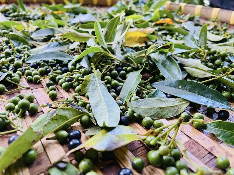 Loại quả mọc dại ở bìa rừng Quảng Ngãi về phố thành đặc sản nức tiếng, bán "đắt như tôm tươi", giá 300.000 đồng/kg - 2