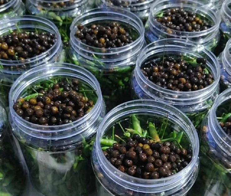 Loại quả mọc dại ở bìa rừng Quảng Ngãi về phố thành đặc sản nức tiếng, bán "đắt như tôm tươi", giá 300.000 đồng/kg - 3