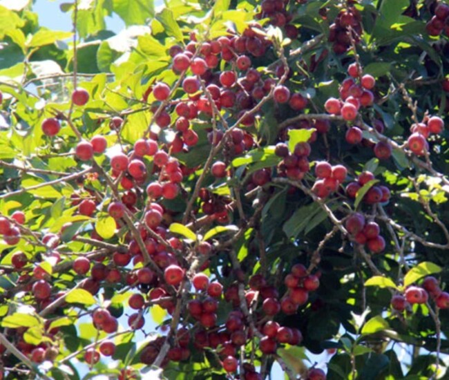 Loại quả xưa không ai ngó ngàng giờ được dân thành phố ưa chuộng vì hương vị lạ, giá 30.000 đồng/kg - 1