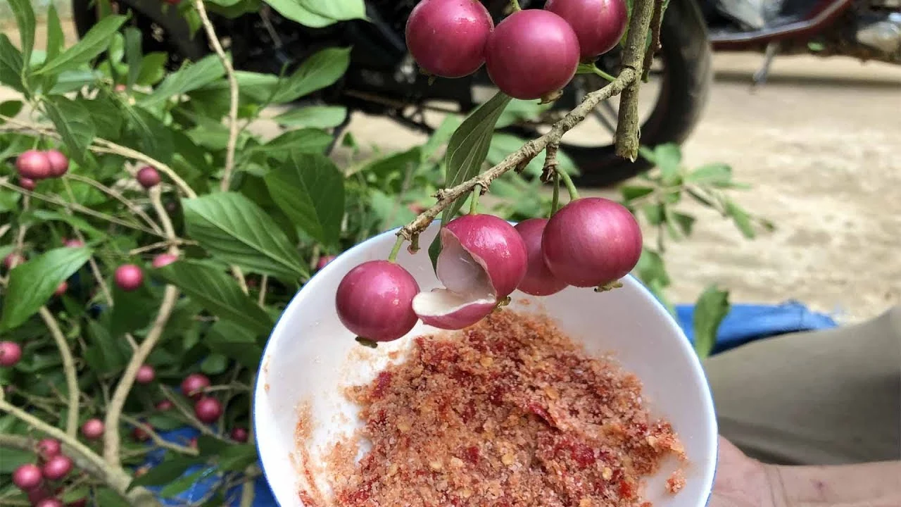 Loại quả xưa không ai ngó ngàng giờ được dân thành phố ưa chuộng vì hương vị lạ, giá 30.000 đồng/kg - 3