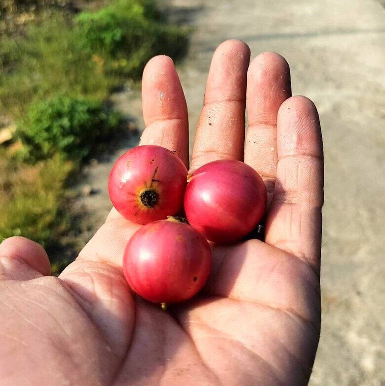 Loại quả xưa không ai ngó ngàng giờ được dân thành phố ưa chuộng vì hương vị lạ, giá 30.000 đồng/kg - 2