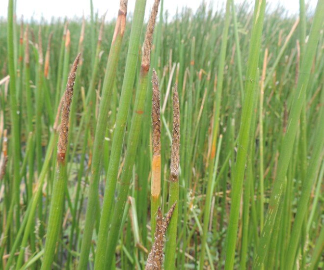 "Lộc trời" mọc dưới bùn xưa chẳng ai ăn, nay thành đặc sản dân thành phố lùng mua, giá đến 80.000 đồng/kg - 1