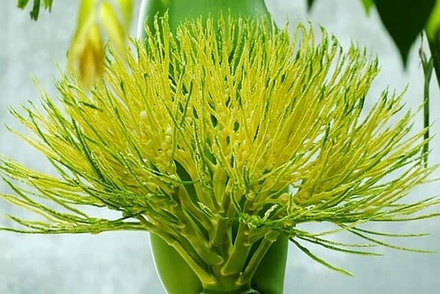 Thứ xưa không ai biết ăn, giờ thành đặc sản nổi tiếng, thưởng thức một lần nhớ cả đời không quên - 1