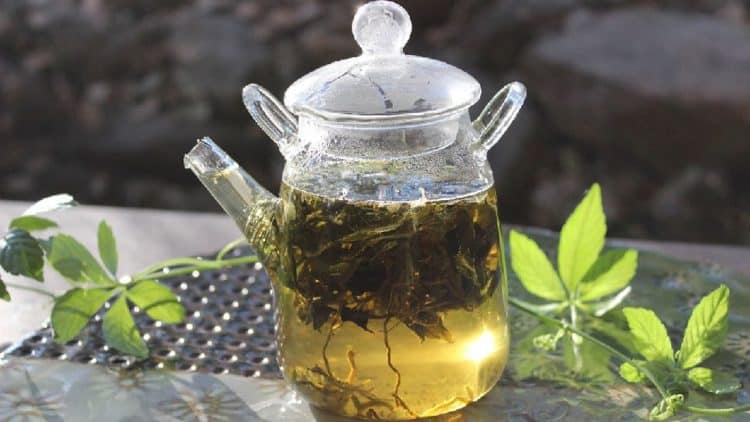 Loại cây được Hàn Quốc, Nhật Bản coi là &#34;nhân sâm&#34;, &#34;cây trường thọ&#34;, ở Việt Nam mọc dễ như cỏ nhưng ít người biết dùng - 2