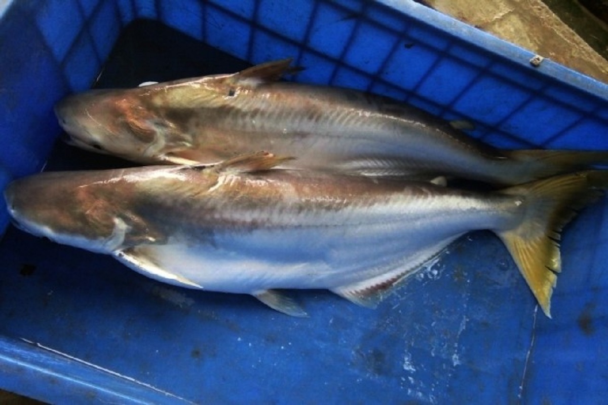 Loài cá nổi tiếng “nhát chết” sống ở nước mặn, nước lợ và cả nước ngọt, là đặc sản nổi tiếng, giá lên tới 500.000 đồng/kg - 3
