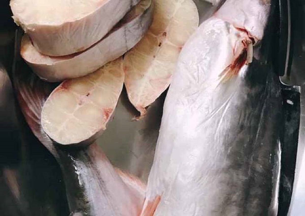 Loài cá nổi tiếng “nhát chết” sống ở nước mặn, nước lợ và cả nước ngọt, là đặc sản nổi tiếng, giá lên tới 500.000 đồng/kg - 2