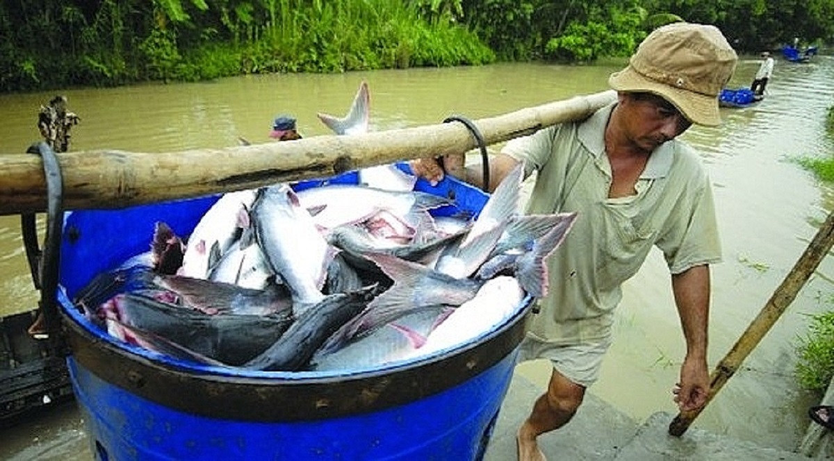 Loài cá nổi tiếng “nhát chết” sống ở nước mặn, nước lợ và cả nước ngọt, là đặc sản nổi tiếng, giá lên tới 500.000 đồng/kg - 6