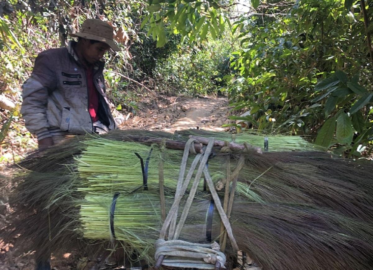 Lộc rừng một năm chỉ thu hoạch 2 tháng, người dân “ào ào” vào hái, có người kiếm 500.000 đồng/ngày - 7