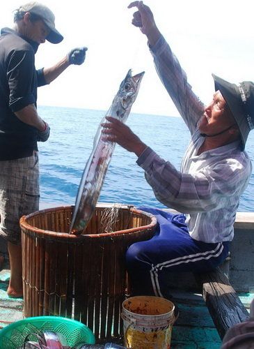 Loài cá có tên lạ, xưa không ai ăn nay thành đặc sản nổi tiếng bán ra nước ngoài, 240.000 đồng/kg - 1