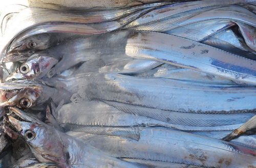 Loài cá có tên lạ, xưa không ai ăn nay thành đặc sản nổi tiếng bán ra nước ngoài, 240.000 đồng/kg - 2