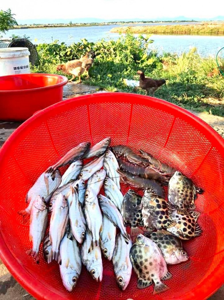 Loại cá đặc sản nổi tiếng Kiên Giang, xưa không ai ăn, nay vừa ngon ngọt vừa bổ dưỡng dân thành phố ưa chuộng, 260.000 đồng/kg - 3