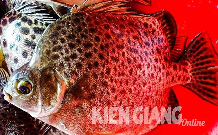 Loại cá đặc sản nổi tiếng Kiên Giang, xưa không ai ăn, nay vừa ngon ngọt vừa bổ dưỡng dân thành phố ưa chuộng, 260.000 đồng/kg - 1