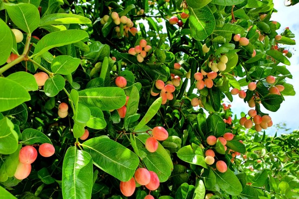 Nghề lạ ở Việt Nam: Về quê trồng loại quả làm thành món đặc sản lạ, 8X thu 200 triệu/năm dễ dàng - 3