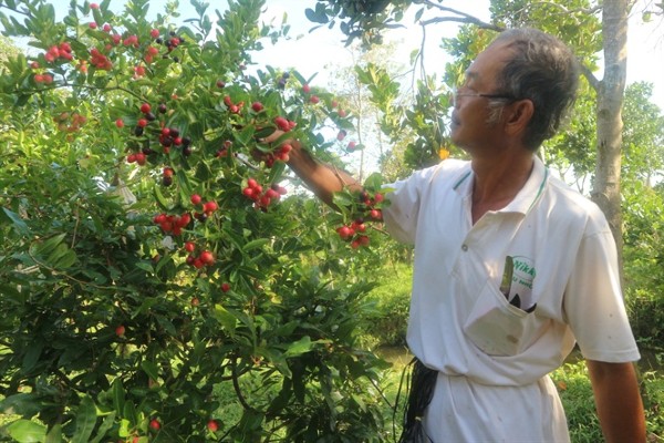 Nghề lạ ở Việt Nam: Về quê trồng loại quả làm thành món đặc sản lạ, 8X thu 200 triệu/năm dễ dàng - 4