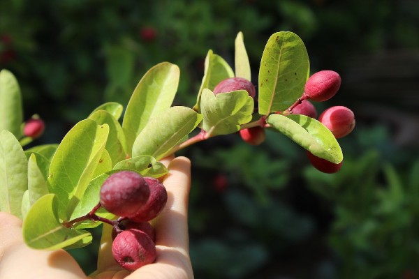 Nghề lạ ở Việt Nam: Về quê trồng loại quả làm thành món đặc sản lạ, 8X thu 200 triệu/năm dễ dàng - 2