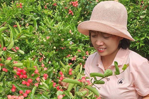 Nghề lạ ở Việt Nam: Về quê trồng loại quả làm thành món đặc sản lạ, 8X thu 200 triệu/năm dễ dàng - 1