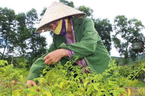 Nghề lạ ở Việt Nam: Mang loại quả lạ về trồng thử trong vườn, quả chín bán đắt như vàng, thu 300 triệu đồng/năm - 4
