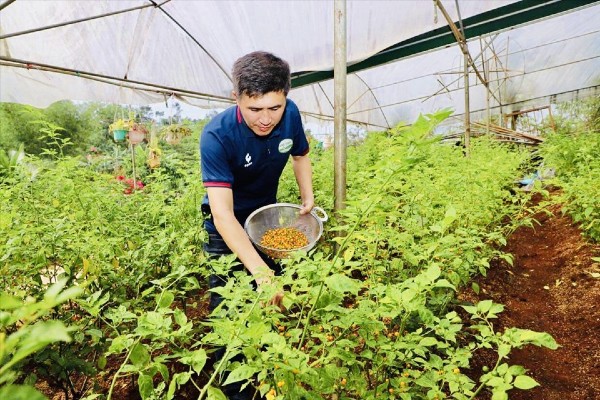 Nghề lạ ở Việt Nam: Mang loại quả lạ về trồng thử trong vườn, quả chín bán đắt như vàng, thu 300 triệu đồng/năm - 5