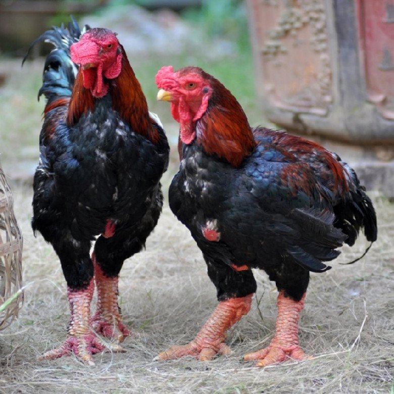 6 đặc sản Hưng Yên ăn là mê, đảm bảo không nơi nào có - 2