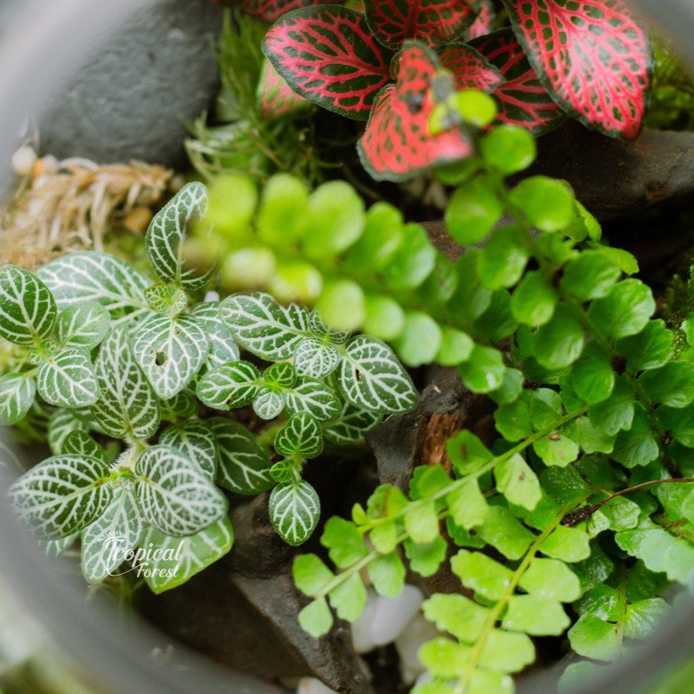 Trở thành &#34;nông dân sành điệu&#34; với thú chơi terrarium: Chỉ từ 200.000 đồng có ngay cây không khí cực xinh - 6