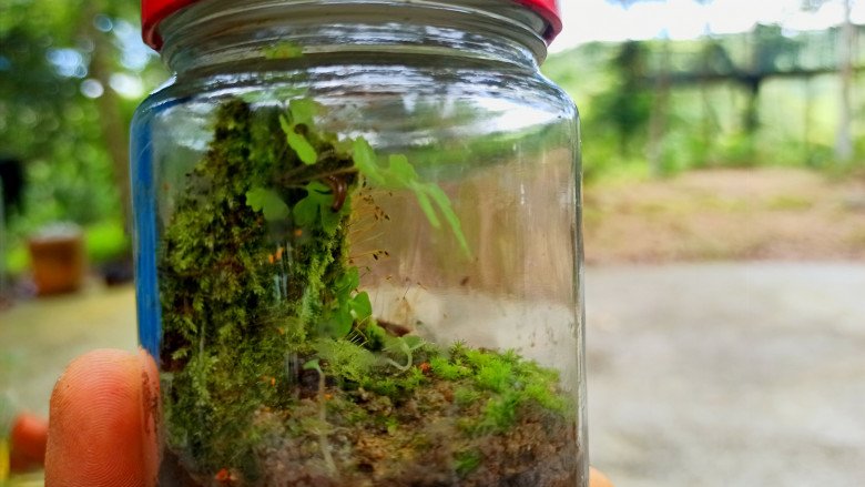 Trở thành &#34;nông dân sành điệu&#34; với thú chơi terrarium: Chỉ từ 200.000 đồng có ngay cây không khí cực xinh - 5