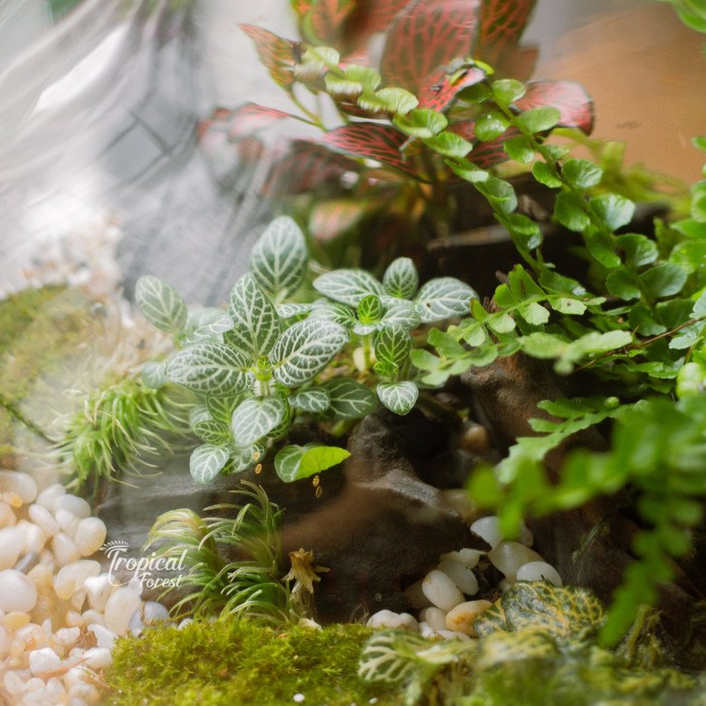Trở thành &#34;nông dân sành điệu&#34; với thú chơi terrarium: Chỉ từ 200.000 đồng có ngay cây không khí cực xinh - 3
