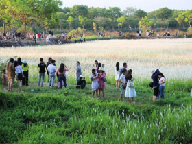 Cánh đồng cỏ bông lau đẹp như tranh, "hot" nhất làng Đại học, giới trẻ chen nhau đến chụp ảnh