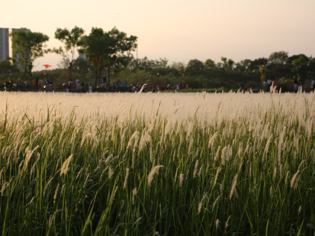 Cánh đồng cỏ bông lau đẹp như tranh, &#34;hot&#34; nhất làng Đại học, giới trẻ chen nhau đến chụp ảnh - 4