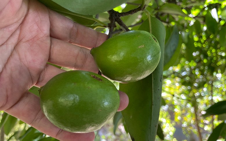 Loại quả xưa không ai biết đến, giờ làm thành đặc sản mùa hè có hương vị lạ, dân thành phố thích mê - 2