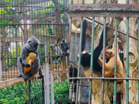 Thú vị "scandal tình ái" của đôi khỉ xám sinh ra bé khỉ lông vàng: Lời biện hộ từ Thảo Cầm Viên gây chú ý