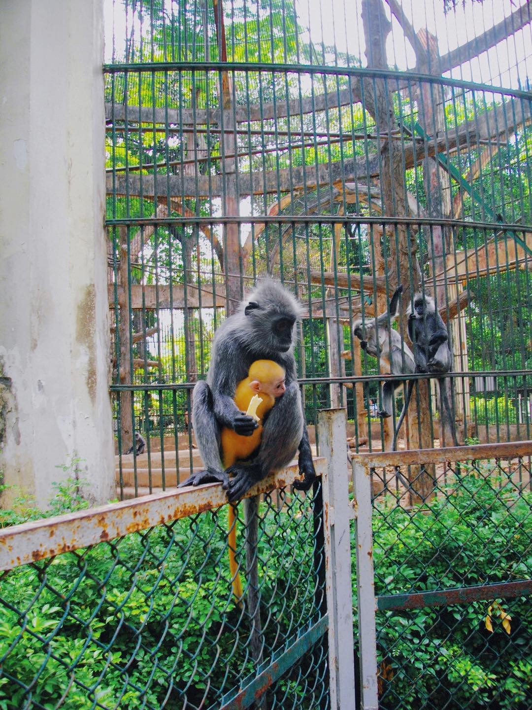 Thú vị &#34;scandal tình ái&#34; của đôi khỉ xám sinh ra bé khỉ lông vàng: Lời biện hộ từ Thảo Cầm Viên gây chú ý - 3