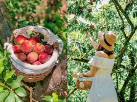 Đến vựa mận lớn nhất Việt Nam trải nghiệm mùa mận chín, hái quả còn nguyên lớp phấn từ trên cây