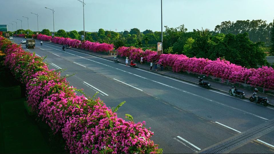 Quên bằng lăng đi, ở Hà Nội hoa giấy cũng đang vào mùa nở rộ, nhuộm hồng khắp các tuyến phố - 7