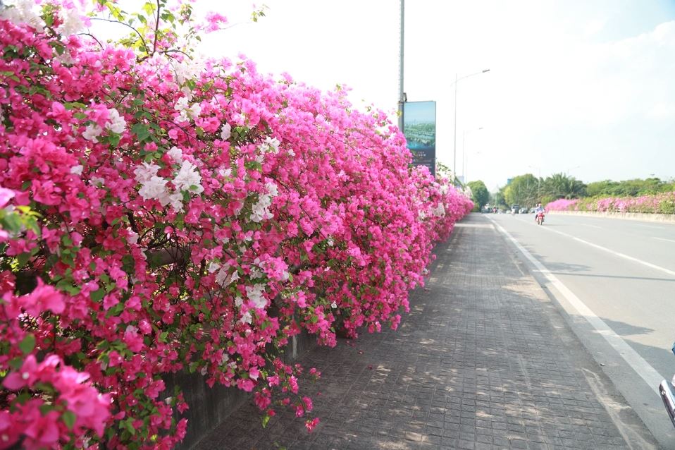 Quên bằng lăng đi, ở Hà Nội hoa giấy cũng đang vào mùa nở rộ, nhuộm hồng khắp các tuyến phố - 8