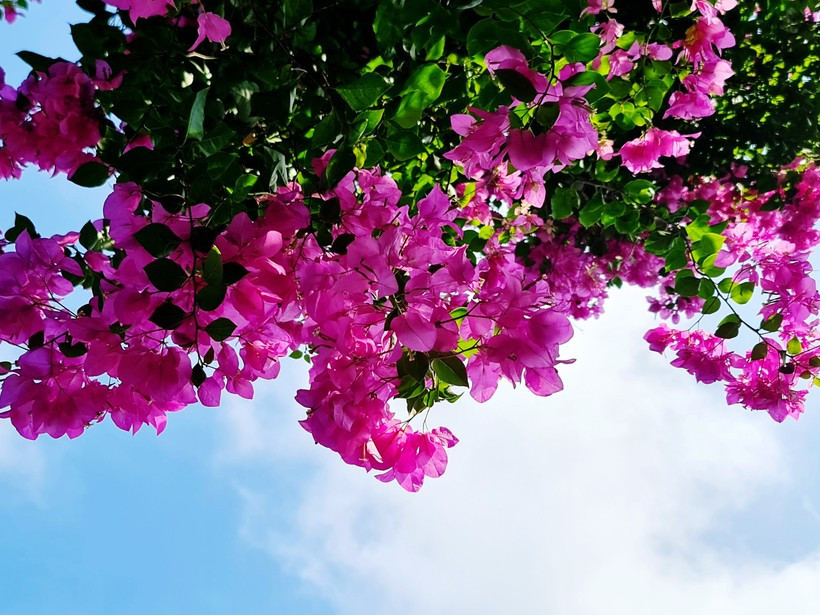 Quên bằng lăng đi, ở Hà Nội hoa giấy cũng đang vào mùa nở rộ, nhuộm hồng khắp các tuyến phố - 4