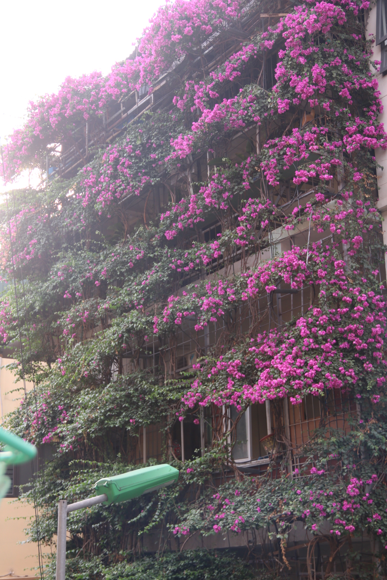 Quên bằng lăng đi, ở Hà Nội hoa giấy cũng đang vào mùa nở rộ, nhuộm hồng khắp các tuyến phố - 9