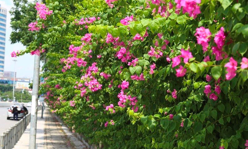 Quên bằng lăng đi, ở Hà Nội hoa giấy cũng đang vào mùa nở rộ, nhuộm hồng khắp các tuyến phố - 3