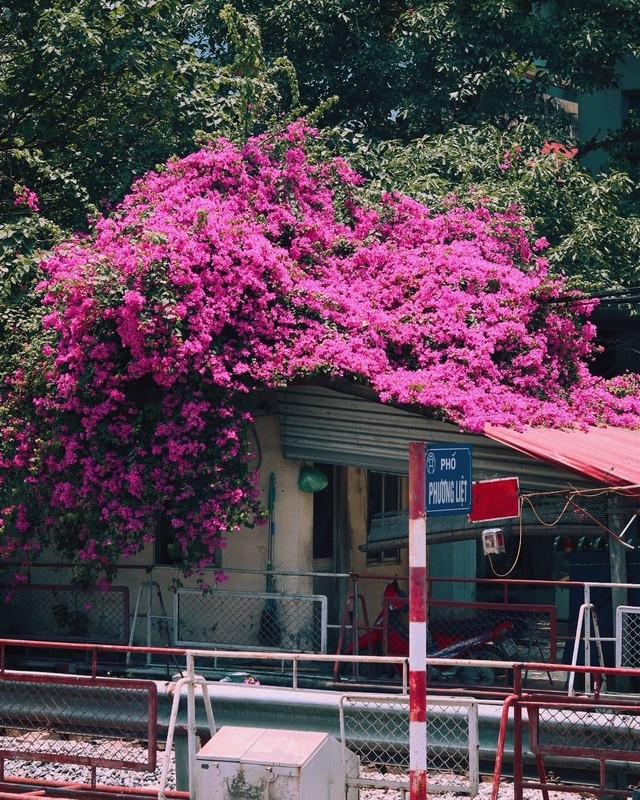 Quên bằng lăng đi, ở Hà Nội hoa giấy cũng đang vào mùa nở rộ, nhuộm hồng khắp các tuyến phố - 1