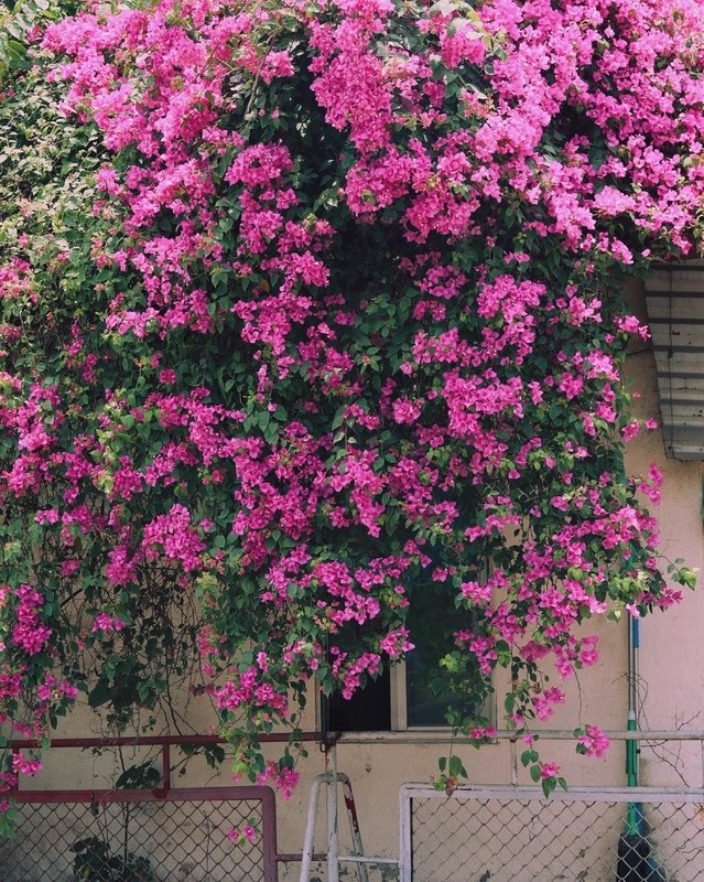Quên bằng lăng đi, ở Hà Nội hoa giấy cũng đang vào mùa nở rộ, nhuộm hồng khắp các tuyến phố - 2