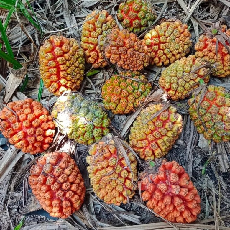 Loại quả xưa có đầy không ai hái, giờ thành đặc sản lạ được nhiều người săn lùng, có tiền cũng khó mua được - 1