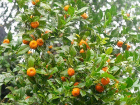 Loại quả xưa chín rụng đầy không ai ngó ngàng, giờ thành đặc sản nổi tiếng ở Thanh Hóa, có vị chua ngọt hấp dẫn