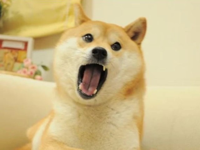 Tạm biệt Kabosu - chú chó nổi tiếng MXH, gắn liền với meme &#34;Doge&#34; đã qua đời sáng nay - 3