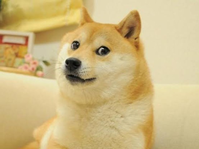 Tạm biệt Kabosu - chú chó nổi tiếng MXH, gắn liền với meme &#34;Doge&#34; đã qua đời sáng nay - 4