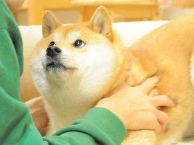 Tạm biệt Kabosu - chú chó nổi tiếng MXH, gắn liền với meme &#34;Doge&#34; đã qua đời sáng nay - 5